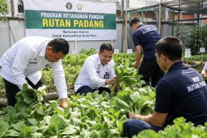 Panen Sayur Program Ketahanan Pangan